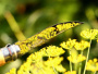 Набор из 10 штук складных ножей в деревянном кейсе Opinel VRI Tradition Inox 